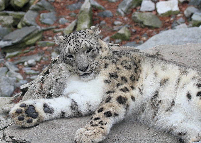 Leopardo das Neves é retirado da lista de 