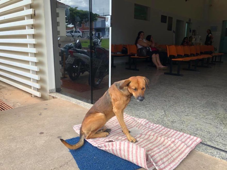 Cachorro espera a 4 meses em porta de hospital pelo dono morto