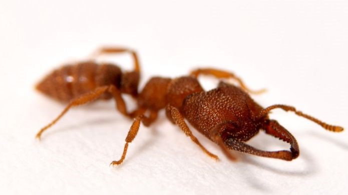 A formiga drácula: mandíbulas mais potentes do mundo