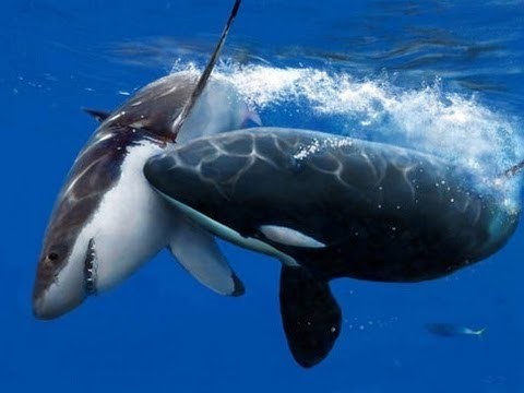 Orcas vs Tubarões: descoberto um novo capítulo para esse duelo animal!