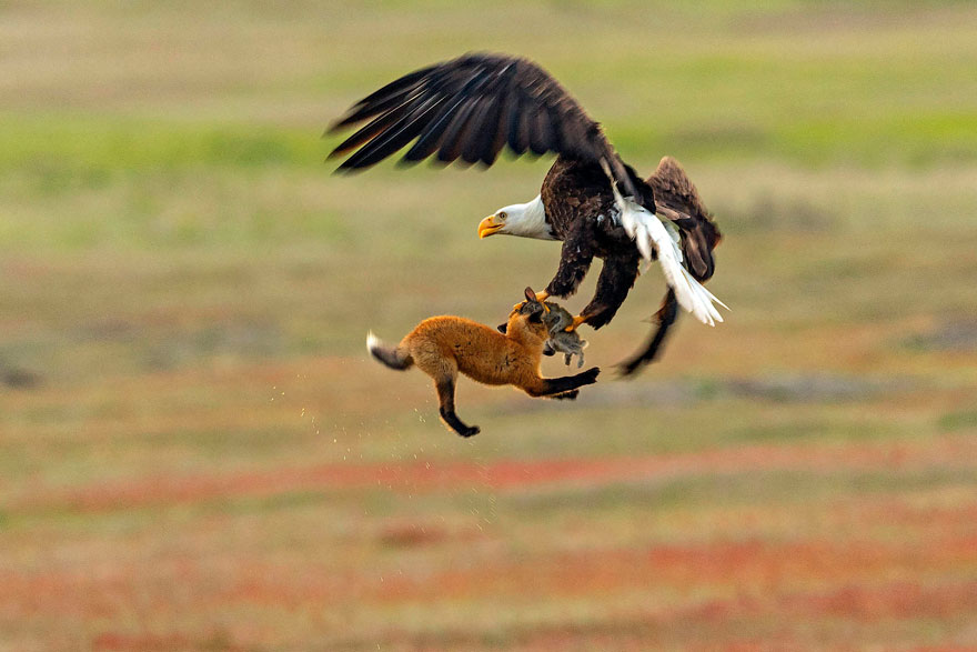 Sequência de imagens mostra uma luta entre raposa e águia 