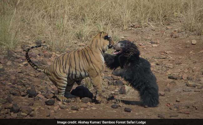 Mamãe ursa enfrenta tigre para salvar filhote em vídeo incrível