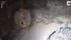 Cachorro se esconde em forno para escapar de fogo na Grécia