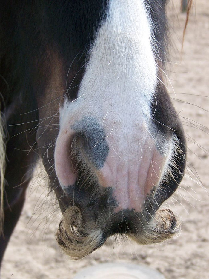 Você sabia que cavalos podem ter bigodes? 