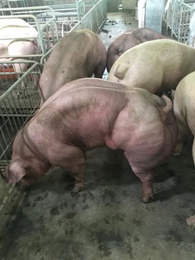 Porcos mutantes estão causando indignação nas redes sociais