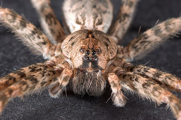 Por que nós seres humanos temos tanto medo de aranhas? 