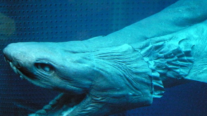 Barco português pesca tubarão pré-histórico com 300 dentes