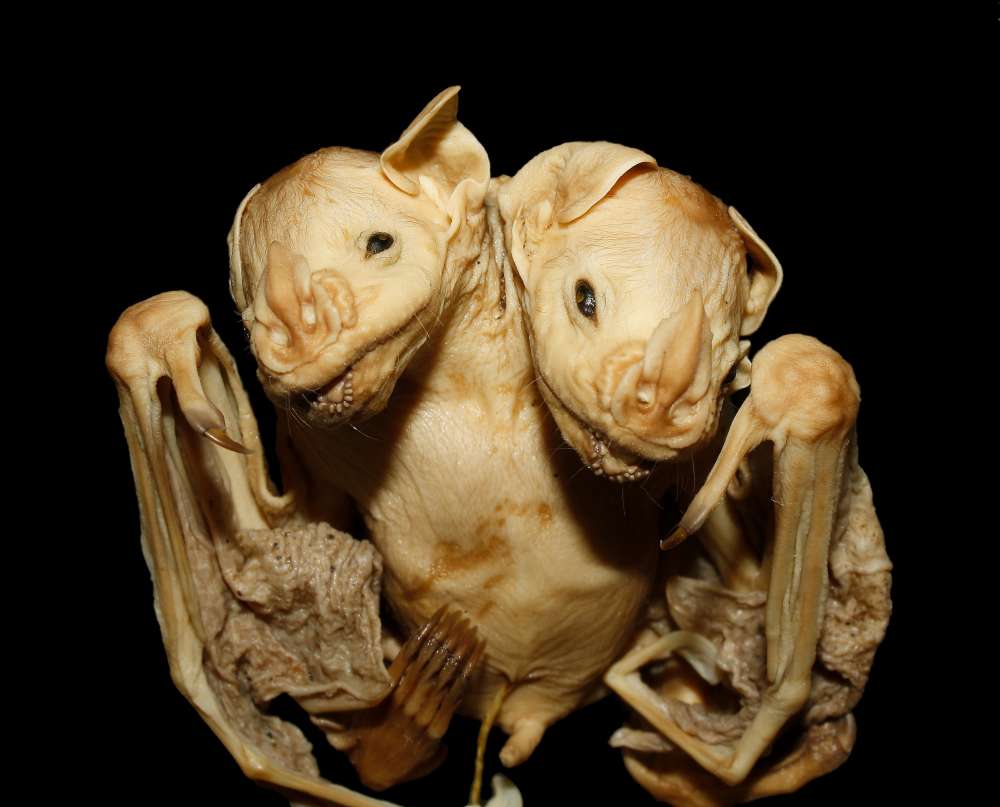 Morcego de duas cabeças encontrado no Brasil é muito importante