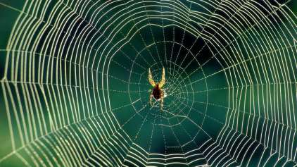Teia de aranha é uma das maiores esperanças da Ciência