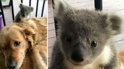 Cadela faz amizade improvável para poder salvar um pequeno coala