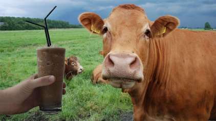 Milhões acham que leite achocolatado vem de vacas marrons