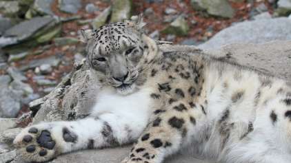 Leopardo das Neves é retirado da lista de "risco de extinção"