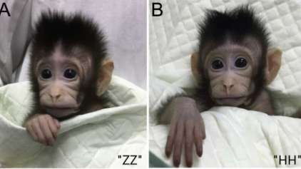 Pela primeira vez, macacos são clonados usando a técnica Dolly