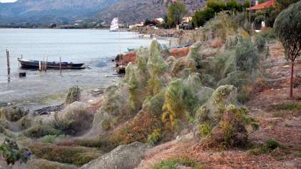 Pesadelo: Teia de mais de 300 metros aparece em cidade da Grécia
