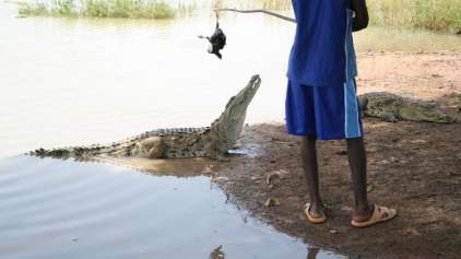 Conheça a vila africana onde crocodilos e humanos vivem em paz