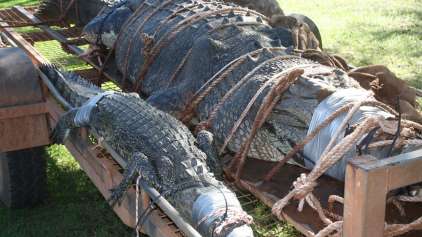 Crocodilo gigante é capturado em rio da Austrália (claro!)