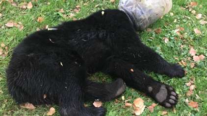 Urso é salvo de pote de plástico após ação de 3 dias 