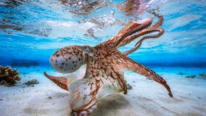 As melhores fotos subaquáticas do ano 