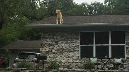Conheça Huck, o cachorro do telhado 