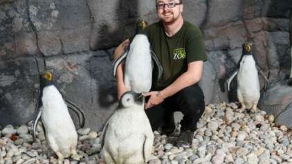 Zoológico usa pinguins falsos por causa da "falta de animais"