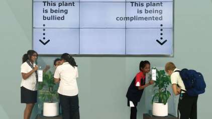 Experimento mostra diferença que o bullying faz em uma planta