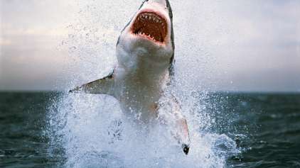 Homem grava ataque de tubarão a caíaque