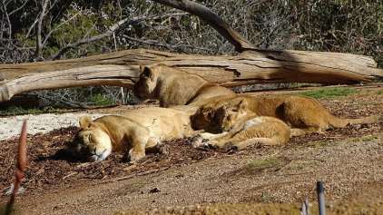Caçador é morto e decapitado por grupo de leões na África 