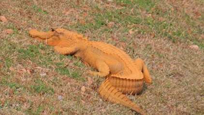 Crocodilo laranja é visto na Florida 