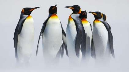 No Canadá está frio demais até mesmo para Pinguins 