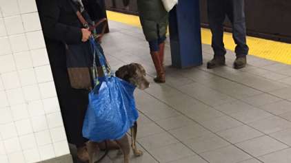 Apenas cães que cabem em bolsas podem entrar no metro, e agora?