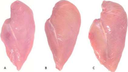 O que são as faixas brancas encontrada no peito de frango? 