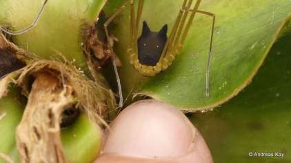 Foto mostra curiosa aranha com "cabeça de cachorro"