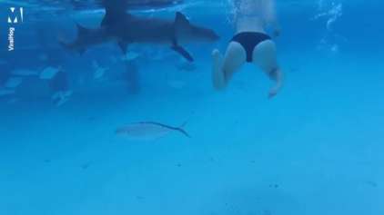 Homem grava momento que tubarão ataca sua mulher 