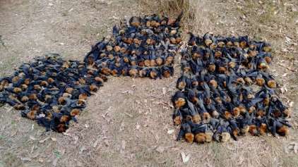 Milhares de morcegos foram "fritos" pelo calor da Austrália 