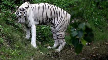 Tigres brancos atacam e matam cuidador em zoológico da Índia