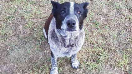 Max, cachorro surdo e cego, salva garotinha perdida na floresta