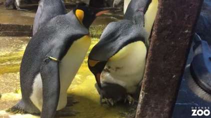 Casal gay de pinguins adota filhote que foi negligenciado 