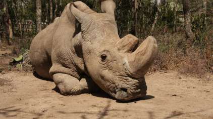 Sudão, o último rinoceronte branco do norte macho, morreu 