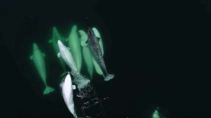 Narval perdido é adotado por grupo de baleias beluga