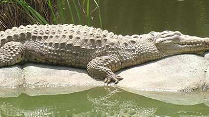 Natureza assustadora: Vídeo mostra o embate de dois crocodilos