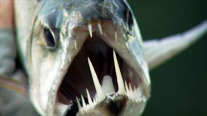 4 criaturas assustadores que você pode encontrar no Amazonas
