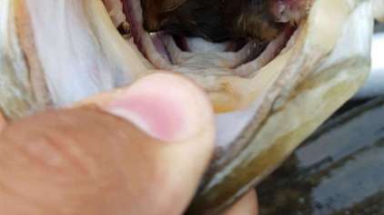 Pescador encontra algo surpreendente dentro da boca de peixe