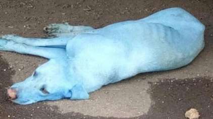 O que fez estes cães ficaram azul na Índia? 