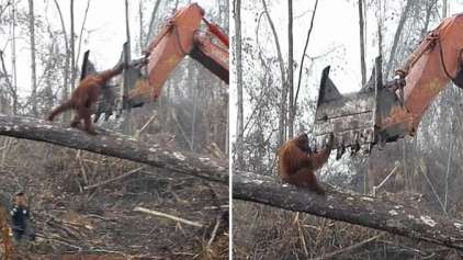 Vídeo chocante mostra orangotango enfrentando escavadeira 