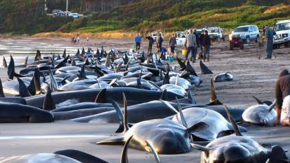 150 baleias-piloto encalham de uma vez em praia australiana 