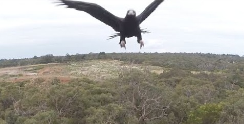 Porque você nunca deve voar com seu drone próximo de uma águia