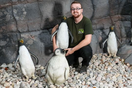 Zoológico usa pinguins falsos por causa da 