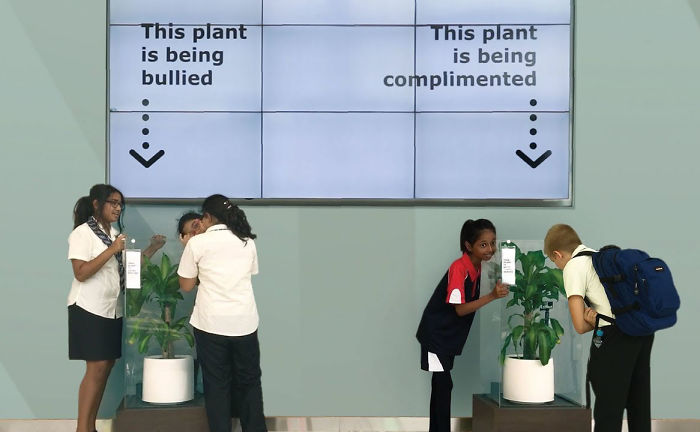 Experimento mostra diferença que o bullying faz em uma planta