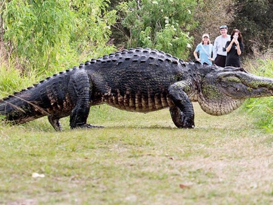 Crocodilo gigante é filmado dando uma voltinha na Florida