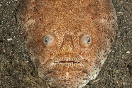 Os 8 peixes mais assustadores do fundo do mar 